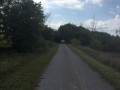 One of the many maturing tree tunnels near Carleton Place.