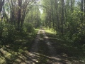 This is where that very large poplar tree had fallen across the trail. People we spoke too were using it as a landmark for their walks. (Pic2 of 2)